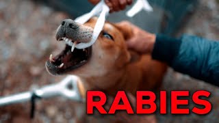 Rescue story of an aggressive dog, jis se poora gaon dara hua thaa. by Peepal Farm 325,431 views 2 months ago 10 minutes, 3 seconds