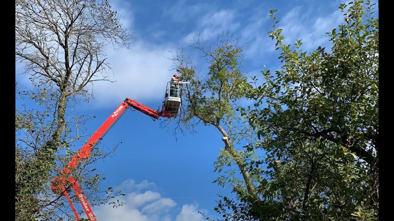 Massiver Rückschnitt eines ca. 25m hohen Nussbaumes mit STIHL Motorsägen und Hubsteiger