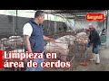 Manejo sanitario en GRANJA PORCINA | Desinfección y limpieza efectiva | Granja San Lucas