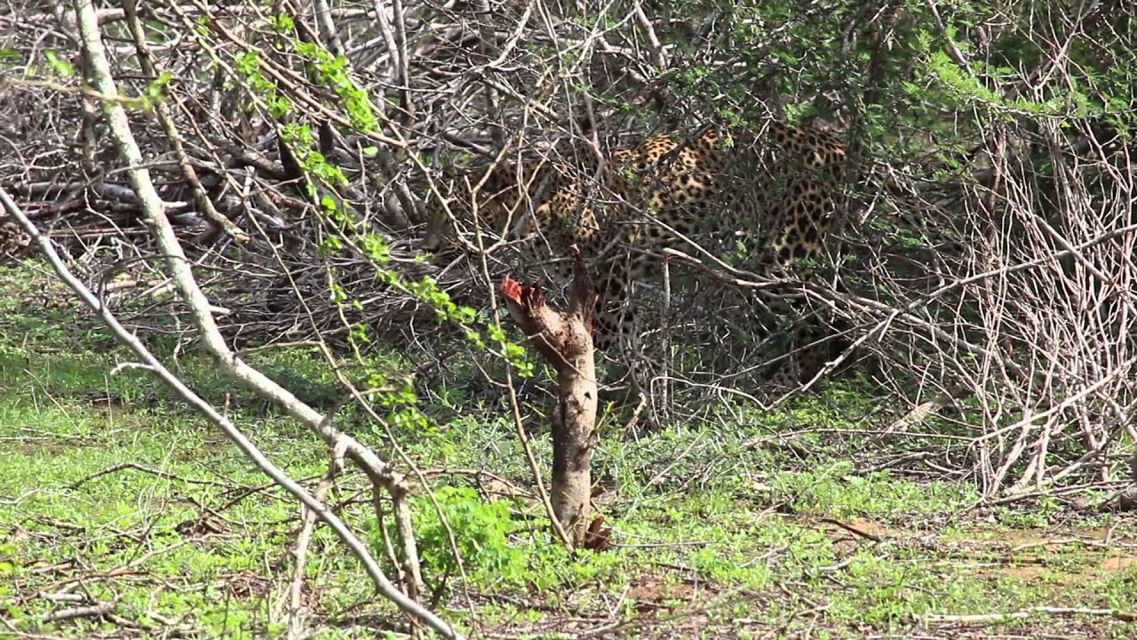 Leopard creeping on a goanna