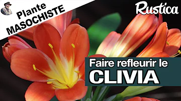 Comment faire refleurir un Aechméa ?