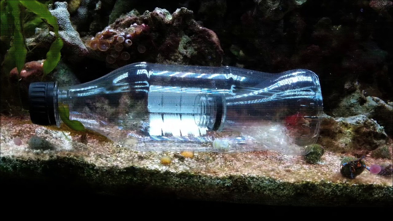 Using a DIY shrimp trap to remove a peppermint shrimp from mini reef 