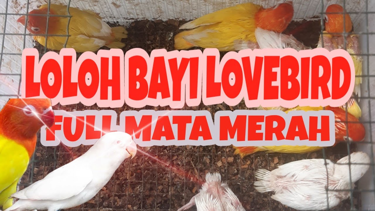 NGELOLOH LOVEBIRD BIOLA LUTINO ‼️