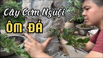 CÂY CƠM NGUỘI ( SẾU ) ÔM ĐÁ PHẦN 3. Tác phẩm LONG VÂN TỌA SƠN tương lai