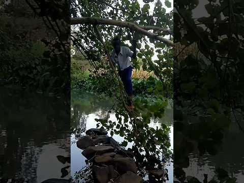 Sayansi Imechanganyikiwa Nyani Anawazidi Binadamu Akili Nyani Vs Binadamu Plz Subscribe
