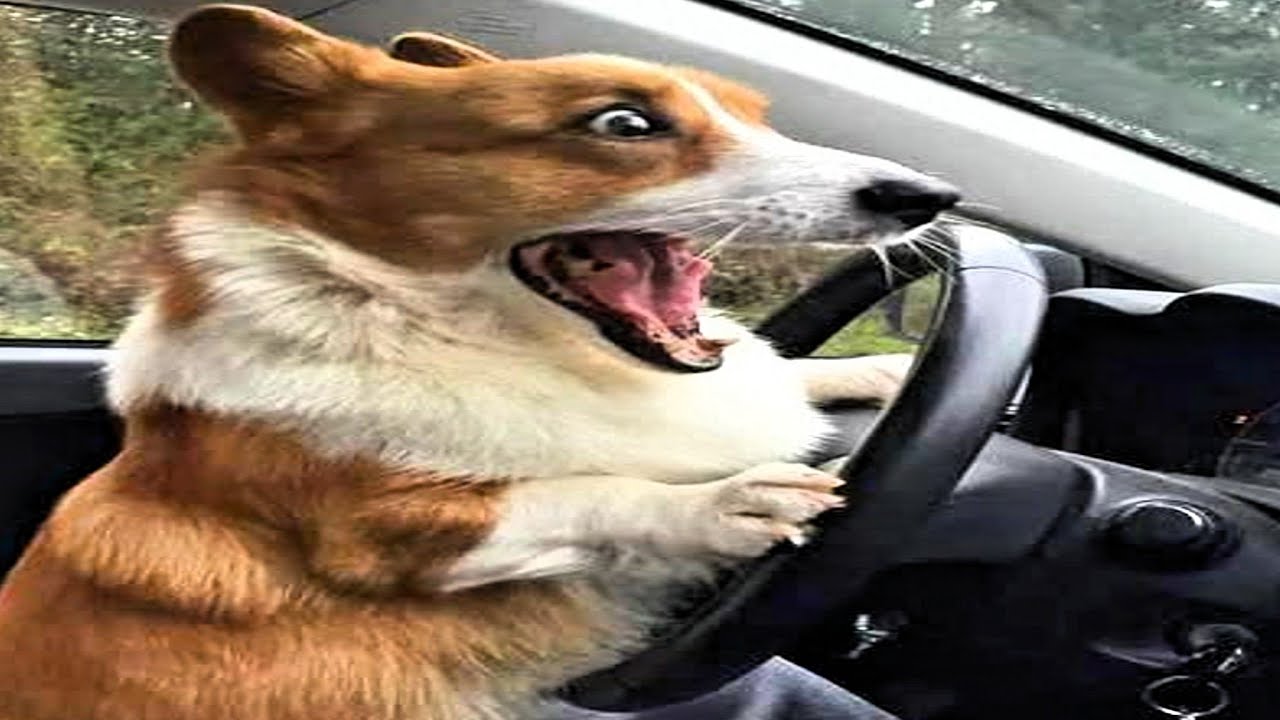 funny try not to laugh dog compilation | 10