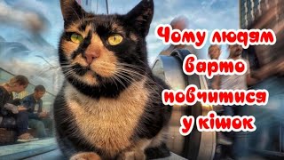 Чому Людям Варто Повчитися У Кiшок  Why Humans Should Learn From Cats