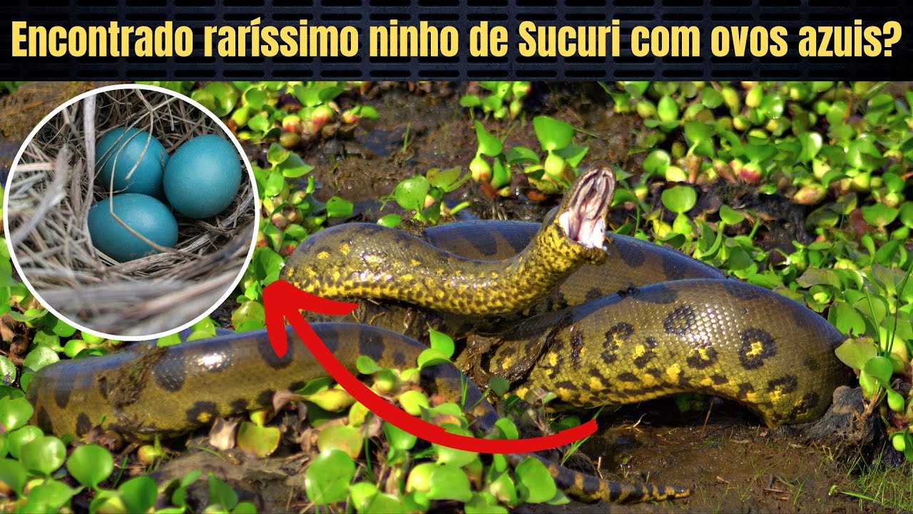 Encontrado raríssimo ninho de Sucuri com ovos azuis?