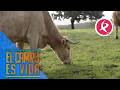 Las vacas de María no quieren pienso | El campo es vida