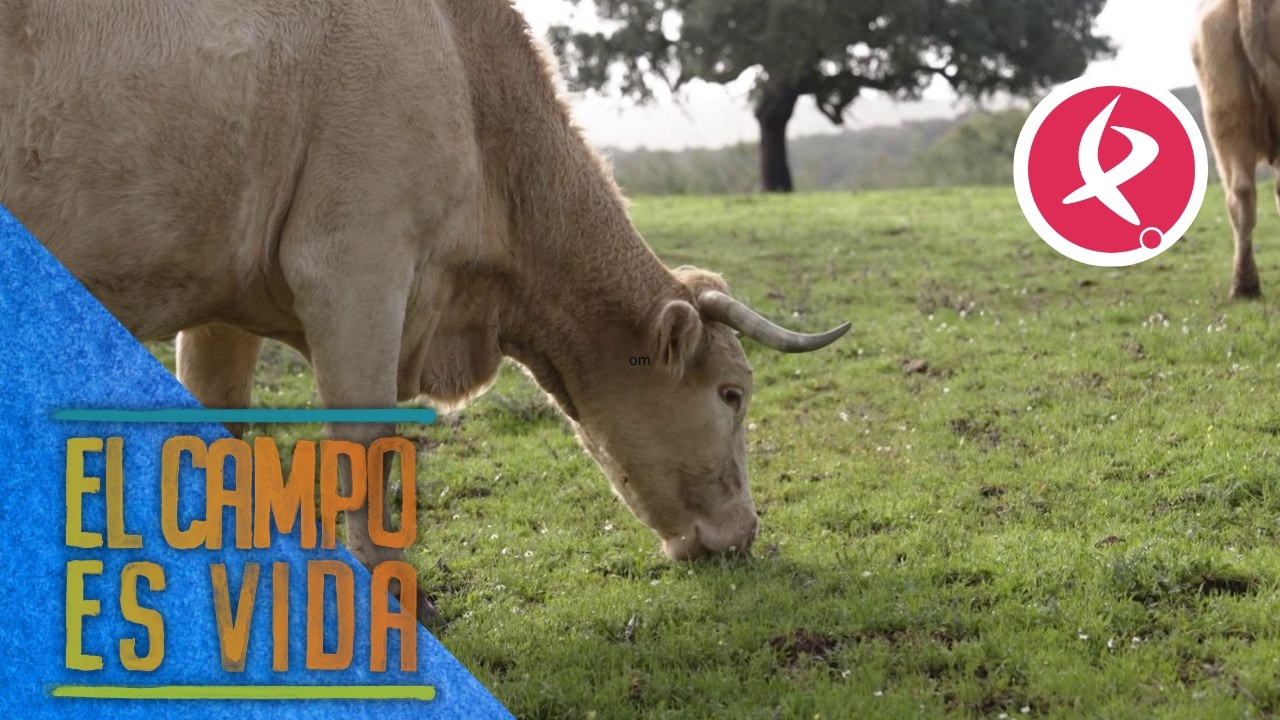 Las vacas de María no quieren pienso | El campo es vida