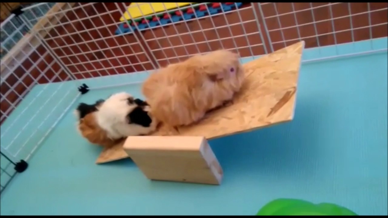 guinea pig play time