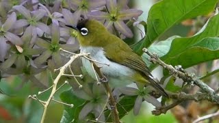 BLACK-FRONTED WHITE-EYE, Sulawesi