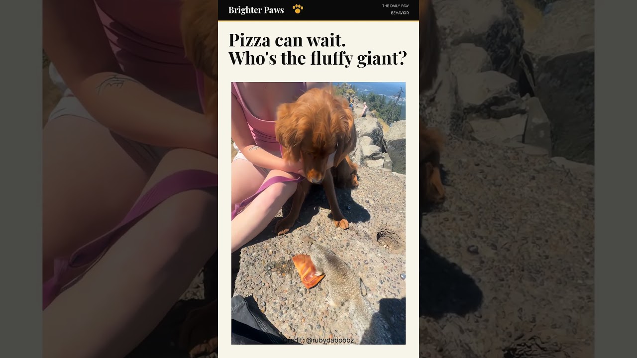 A Tiny Squirrel Walked Right Up to a Golden Retriever