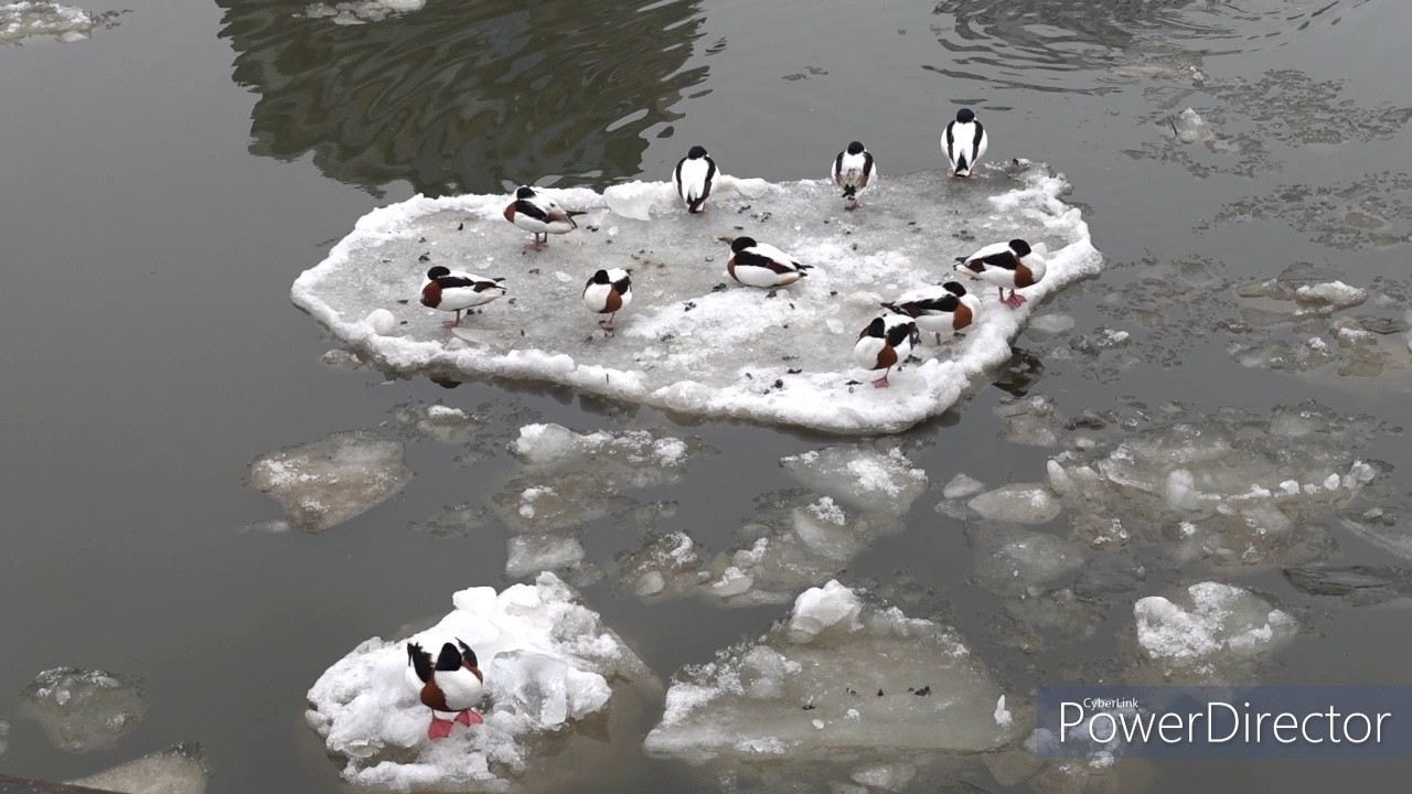Winter an der Elbe in Hamburg | Spaziergang im Eis