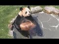 【ヒトっぽいｗ】🐼おかあさんパンダ良浜のまったりバスタイムッ🛀✨【ノーカット】Giant Panda -Rauhin-☆Bath time🛀✨