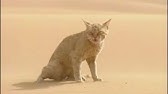 Chat Des Sables Vs Serpent Du Desert Youtube