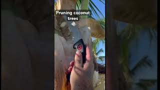 How to trim coconut trees