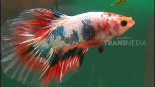 DUNIA BINATANG - SI IMUT DAN CANTIK SOBAT DOLPHINO (10/2/17) 3-2