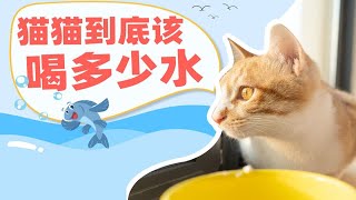 猫猫一天到底要喝多少水每只猫猫真的达标了吗|养猫小课堂
