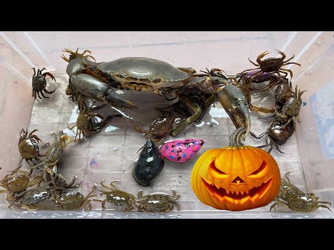 Video Kem Ốc Chanel và Cua Khổng Lồ ăn con mắt ma, tìm bí... - youtube