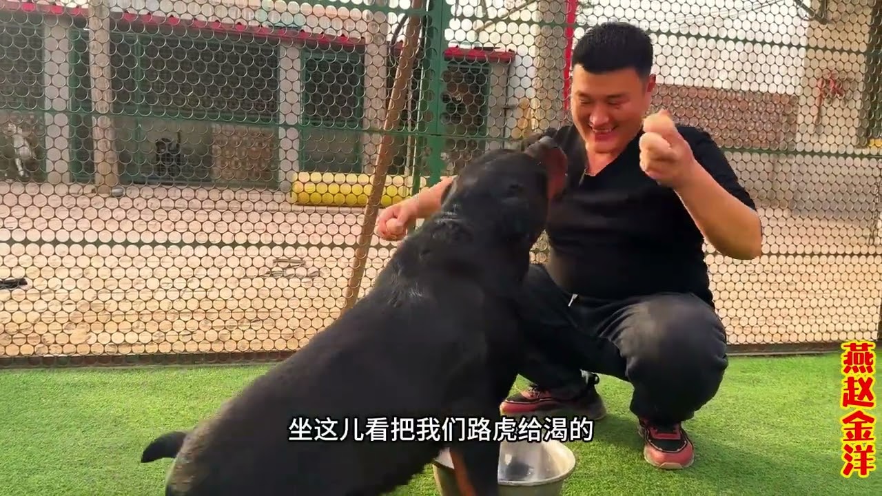 罗威纳小女王开始结婚，看看是直配还是人工