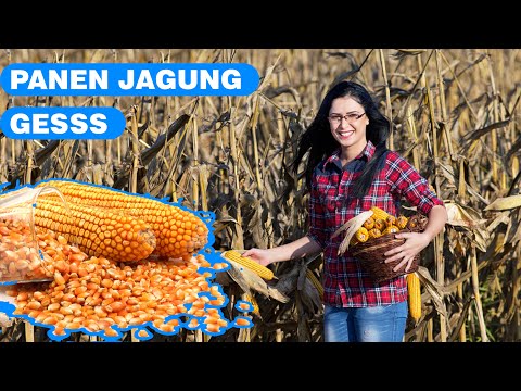 Video: Bagaimana penggerek jagung Eropa sampai ke Amerika?