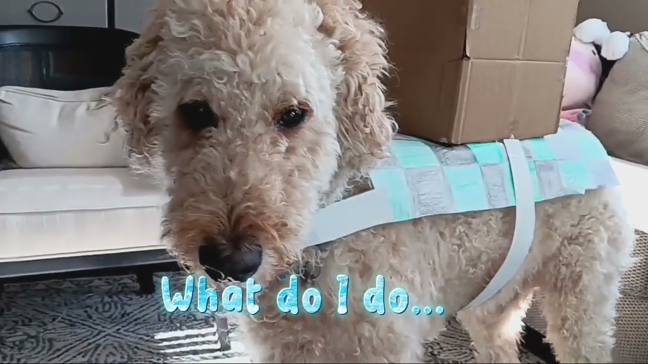 Demon Slayer Brownie vs Hello Kitty Demon 