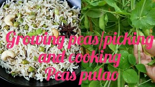 Growing peas/picking and cooking peas pulao (Mater pulao)