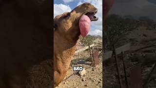 Famous 🐪 Why Do CAMELS Spit Out That WEIRD PINK SACK?! Profile