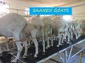 Milking Goats - JSJ Goat Farm