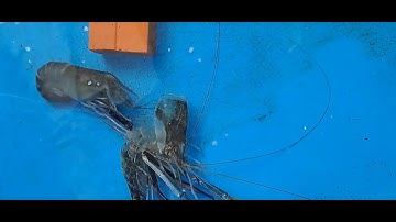 Cận cảnh quá trình tôm càng xanh lột xác