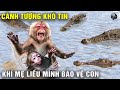 Camera Ghi Lại Cảnh Tượng Khỉ Mẹ LIỀU MẠNG Lao Vào Tấn Công Cá Sấu Để Bảo Vệ Con Của Nó