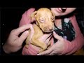 Rescuing Puppies Abandoned By Mother