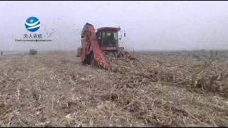 down corn harvesting
