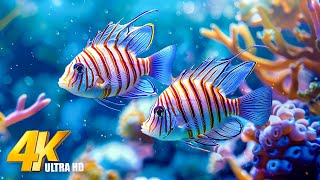 Healing Music for The Soul 🌿 Sea Animals for Relaxation, Beautiful Coral Reef Fish in Aquarium #15