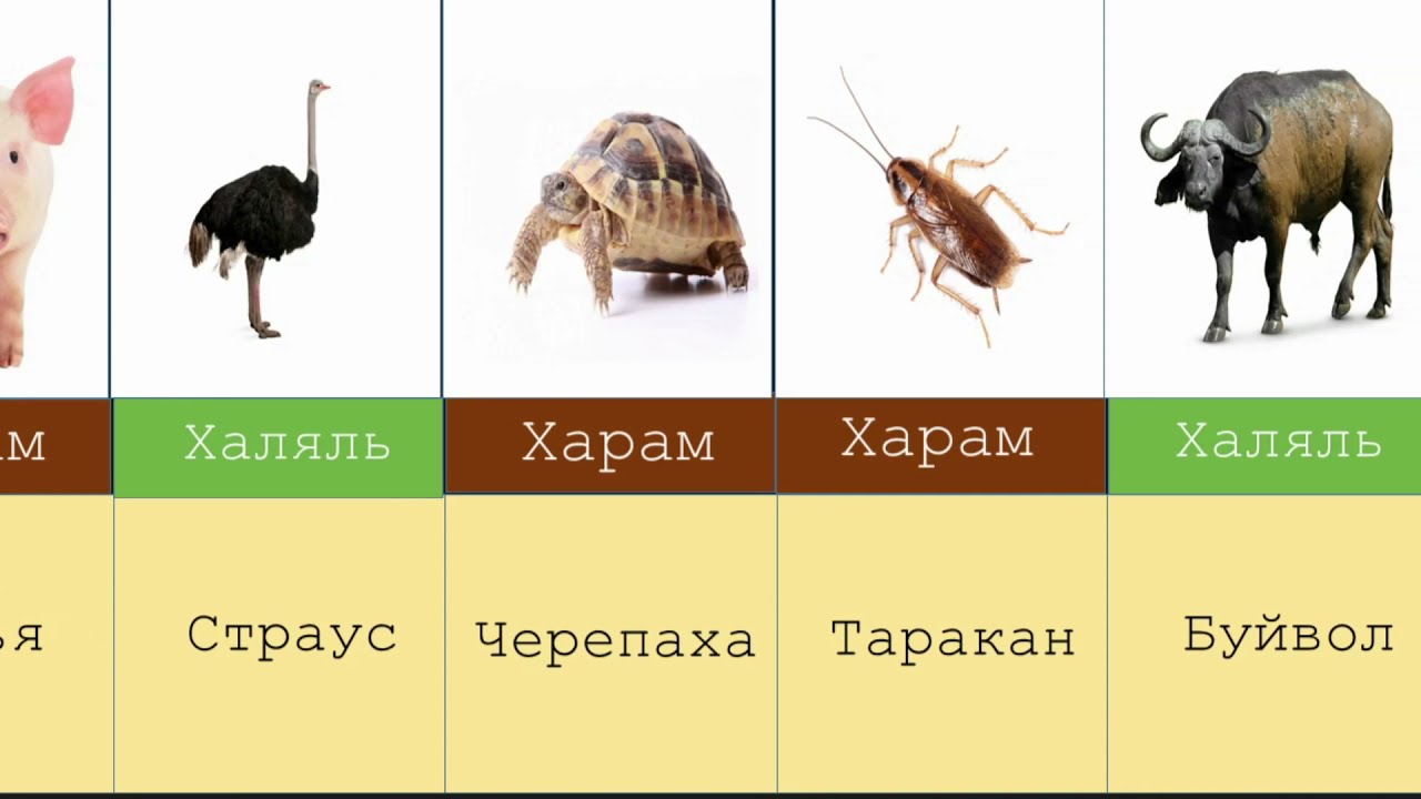 собаки разрешены, Курт