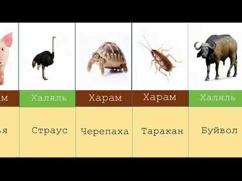 Video: Антилопа жегенге жакшыбы?