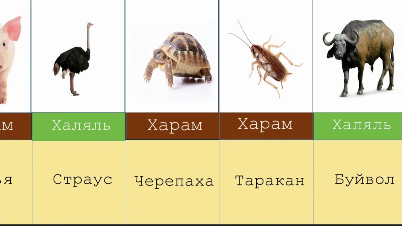 Креветки халяль в исламе