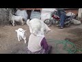 Sahibi ile oyun oynamak isteyen keçi yavrusu küçük oğlak  🐐 🐐