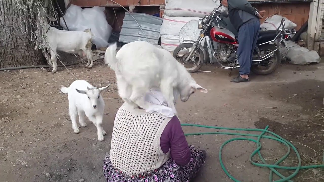 Sahibi ile oyun oynamak isteyen Komik keçi yavrusu küçük oğlak  🐐 🐐