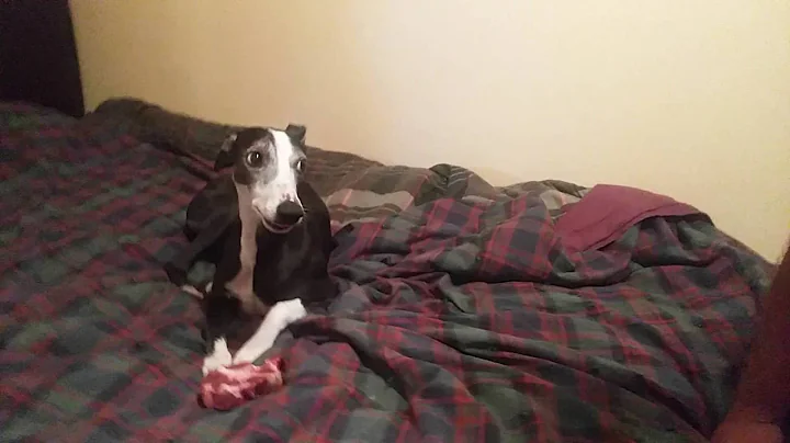 Davy Whippet Goes Raw