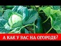 Влог 1 Приглашаем в гости на нашу дачу. Томаты, огурцы, перцы,  морковь, лук, кабачки, петунии