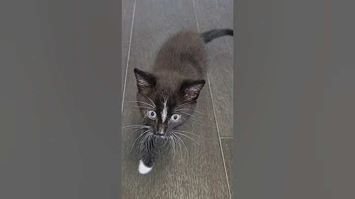 Video 5428611: kitten kitty cute, kittens 4k