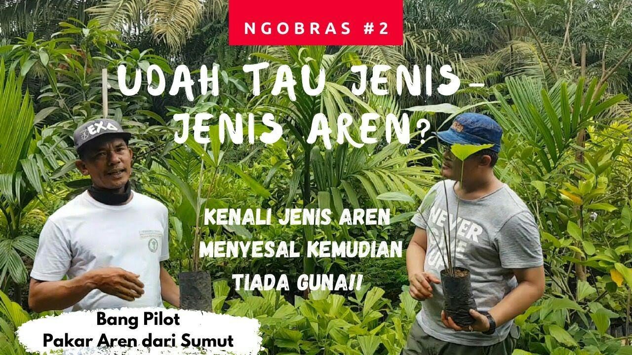 Jenis - Jenis Aren || Bibit Aren Dalam Bibit Aren Genjah
