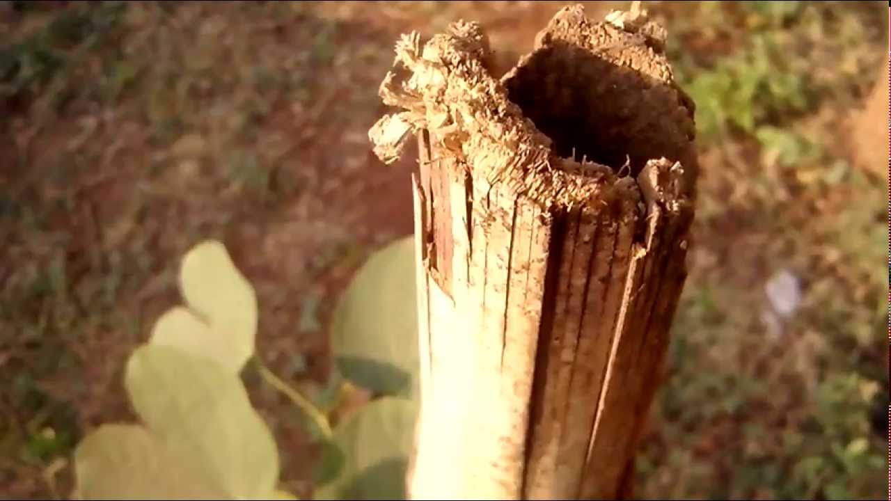 Xolo A700 720p video sample