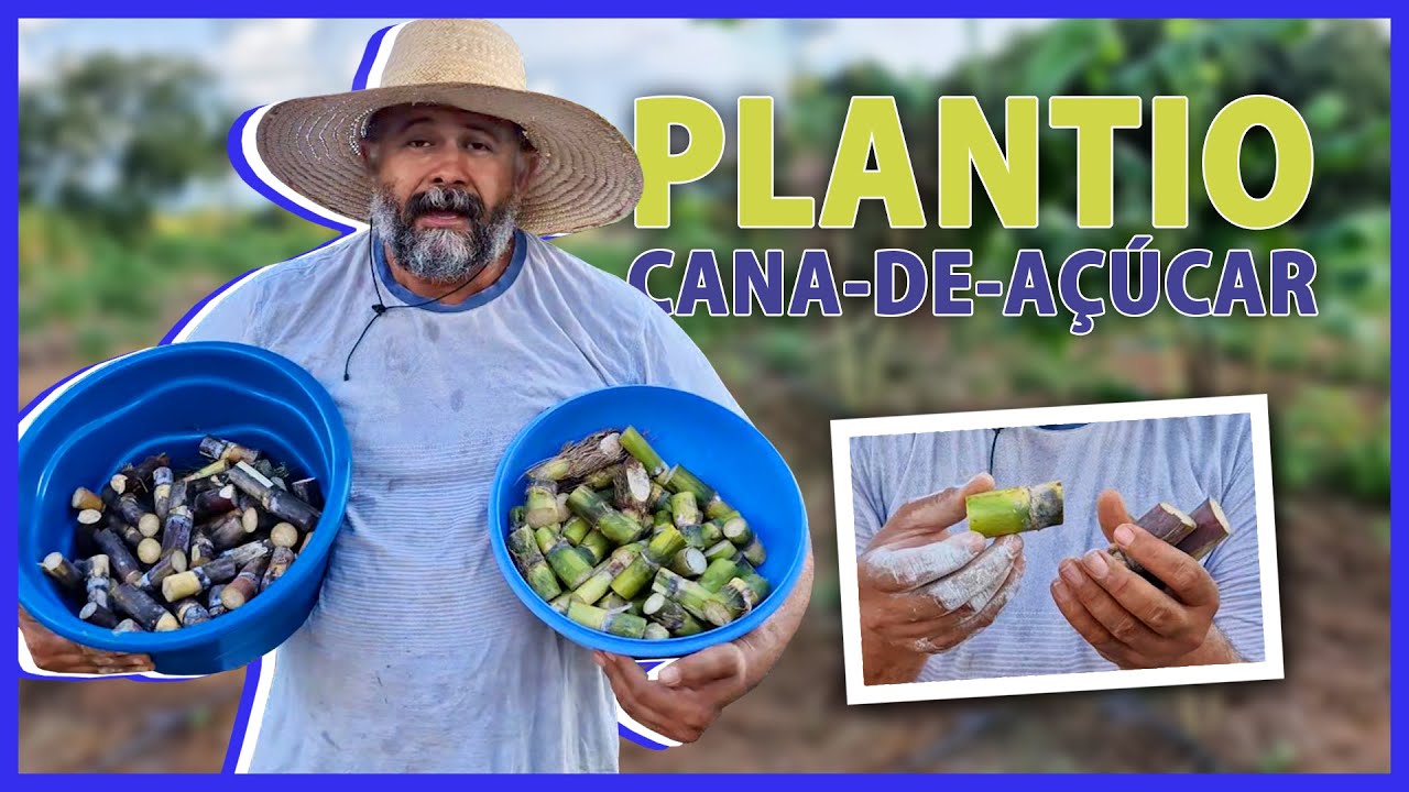 Técnicas para plantio da cana-de-açúcar