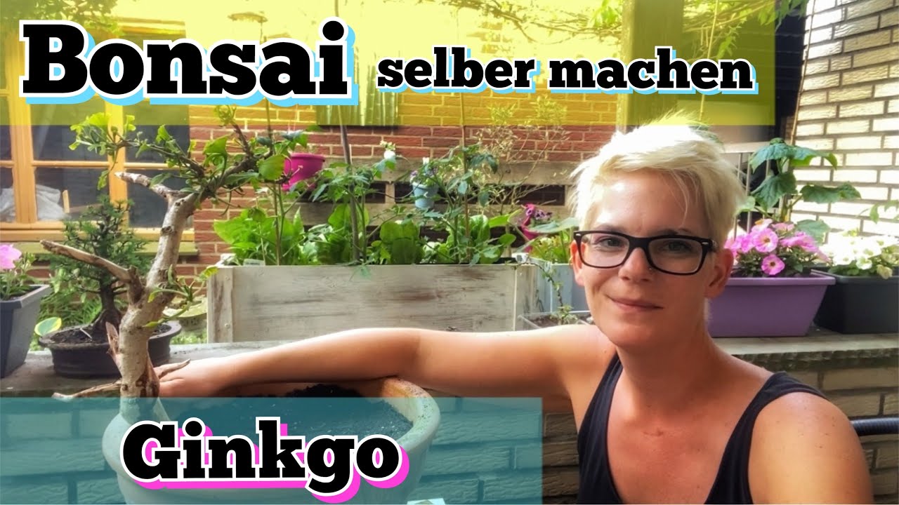 Bonsai Bonsai selber machen Rettungsaktion eines Ginkgo aus meinem
