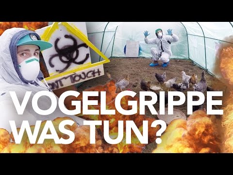 Video: Kann Rohes Huhn Die Vogelgrippe Auf Haustiere übertragen?