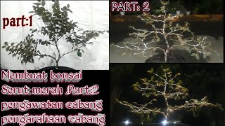 Membuat Bonsai Serut merah (pitaloka/Loropetalum) Part 2