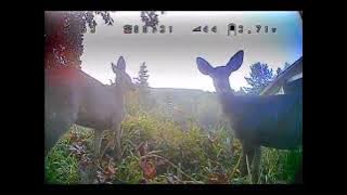 Dem Deer Dey’re Here, Den Dey’re Dere